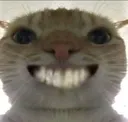 cat_wesh