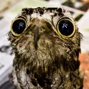 anotherstupidbirb anotherstupidbirb
