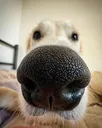 hello