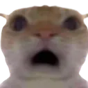 cWHAT
