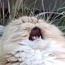 catahhhhhhhhhv4