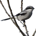 wotlshrike