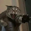 cat_noo cat_noo