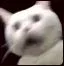 nigcat