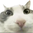 I_Saw_You_FatCat