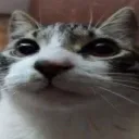 erm