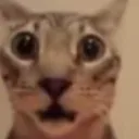 catshocked