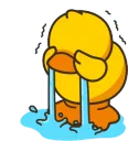 AUI_duckcry