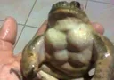 buffrog