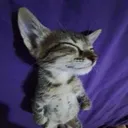 SleepKedy