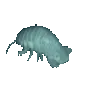 isopod