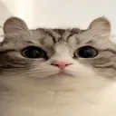 stare