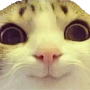 kittyexcited