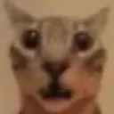 Shockedcat