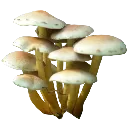 wotlfungi