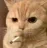 CatThink