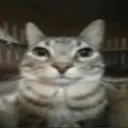 cutecat cutecat