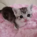 4akitty5
