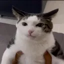 whatthefish