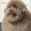 wiseassdog