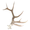 wotlantler