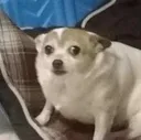 perropena