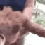 BARKBARKGRRRR BARKBARKGRRRR