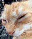 cattbombastic