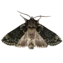 wotlmoth