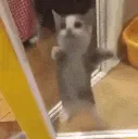 KittyYuha