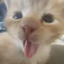 BLEH