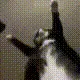 BellyDance