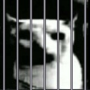 :Catjail: