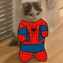 spidercat Discord Emoji