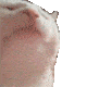 catJAM Discord Emoji
