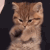 kitty