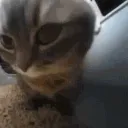 chipichapacat chipichapacat