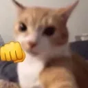 catpunch