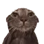 wetcat