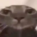 catstare Discord Emoji