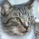 catnade Discord Emoji