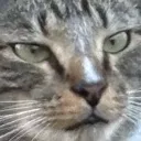 catnade2 Discord Emoji