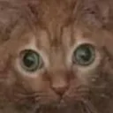cat_hungry