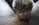 chipchipichapacjapa_cat