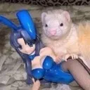 ferret ferret