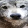 pawtism