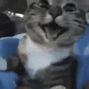 Happy_Kitty