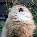 catahhhhhhhhhhhhh45