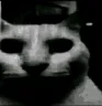 catdespair2