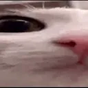 plink1 plink1